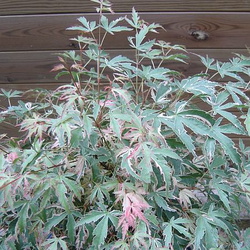 Acer p. 'Butterfly'