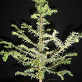 taxus02 080404a