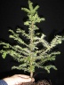 taxus02 080404a