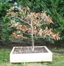 fagus01 050207