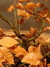 fagus01 080116c