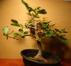 fagus01 080524a