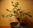fagus01 080524b