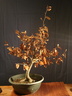 fagus01 090306a