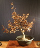 fagus01 090306b