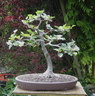 fagus01 090531a