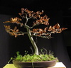 fagus01 111227a