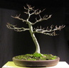 fagus01 111227b