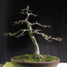 fagus01 111227c