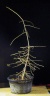 Larix x eurolepis 08-n01