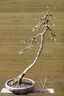 mlz9404 100330