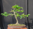 fagus01 120527a
