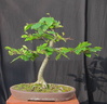 fagus01 120527b