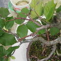 fagus01 120527c