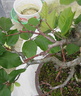fagus01 120527c