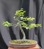 fagus01 120530b
