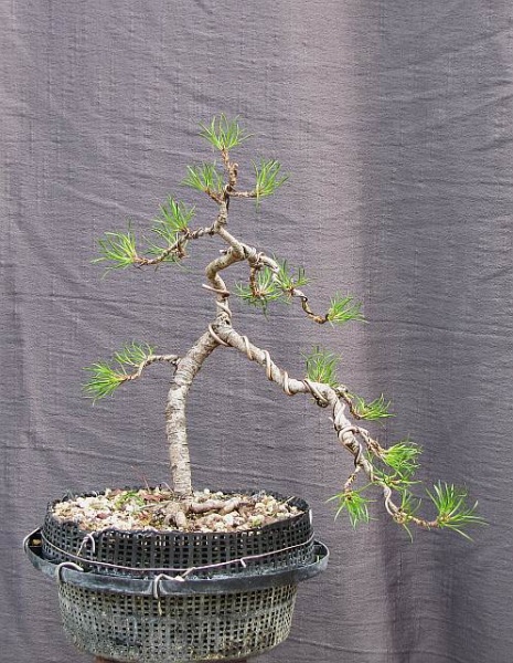 http://krizic.eu/bonsai/photos/_data/i/upload/2012/06/23/20120623175054-98e3a19e-me.jpg