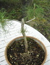 pinus03 070503a