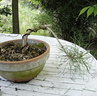 pinus03 070503b