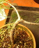 pinus03 080413a
