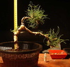 pinus03 080413e