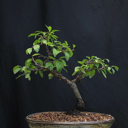Prunus domestica 7