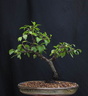 Prunus domestica 7