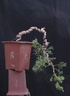 Juniperus horizontalis 1