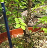 Ulmus parvifolia 'suberosa'