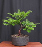 taxus02 120805a
