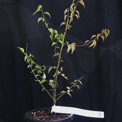 Prunus 'Ume' 3