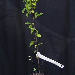Ostrya carpinifolia 3
