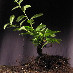 Pyracantha angustifolia 4