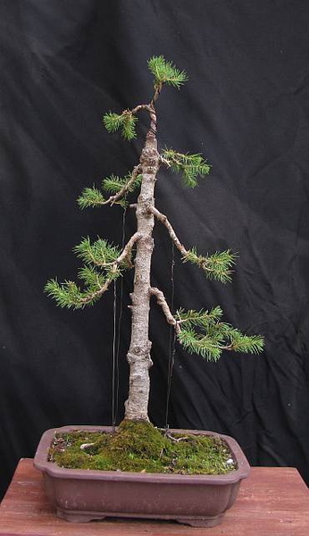 ginseng bonsai standort Ficus Bonsai Ginseng – ruuds