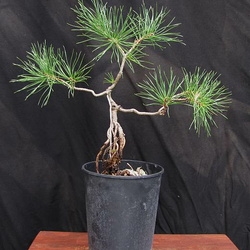 Pinus sylvestris 7