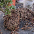 acer.p.shishigashiraM02 120826a