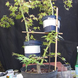 Acer p. palmatum 8