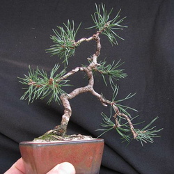 Pinus sylvestris 5