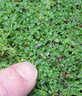mentha.corsica 120831a