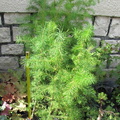 larix12 plants 120923a