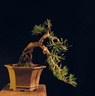 Pinus mugo 1