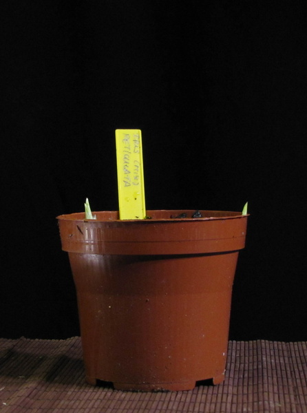 iris-reticulata.01_130212.jpg