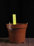 iris-reticulata.01 130212