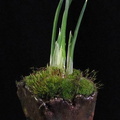 iris-reticulata01.KH 130212a