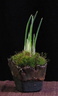 iris-reticulata01.KH 130212a