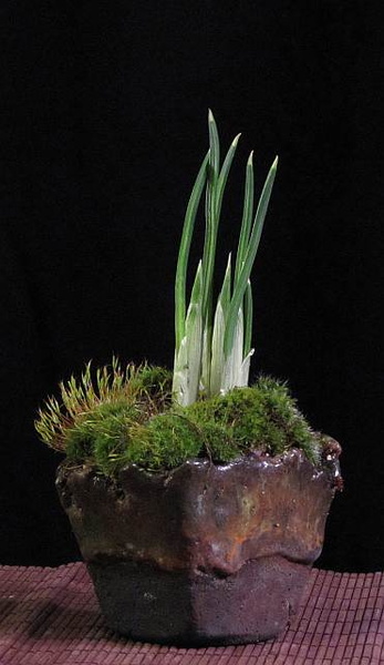 iris-reticulata01.KH_130212b.jpg