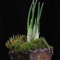 iris-reticulata01.KH 130212b