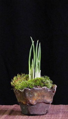 iris-reticulata01.KH 130212c