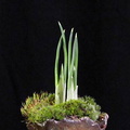 iris-reticulata01.KH 130212c