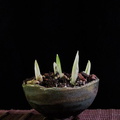 iris-reticulata03 130212a